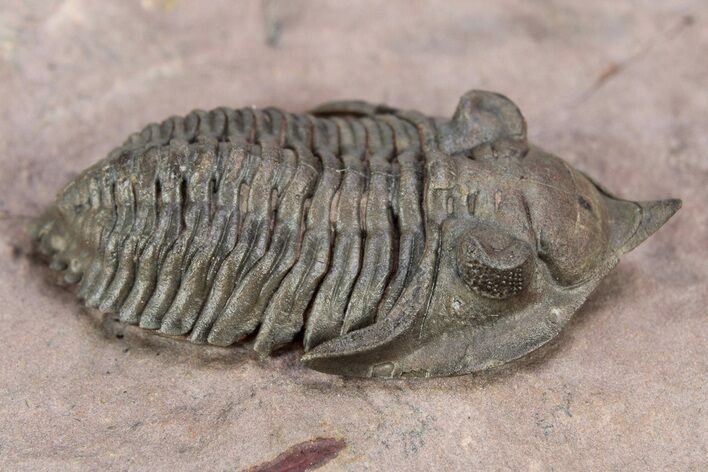 Pseudocryphaeus (Cryphina) Trilobite - Lghaft, Morocco #301717